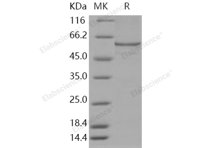 Валидация Elabscience PKSH030909(1740)