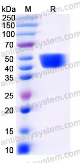 EHD17701, SDS-PAGE