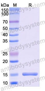 Валидация SDS-PAGE - AntibodySystem RMC01401