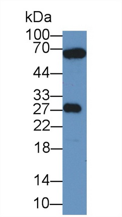 12582