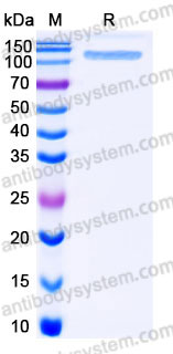 EHB96102, SDS-PAGE