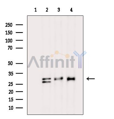 Валидация Affinity DF14301 - 10181