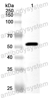 Валидация AntibodySystem PXX54001
