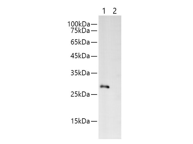 Валидация Elabscience E-AB-40524
