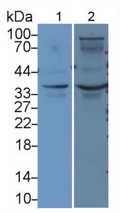 64527