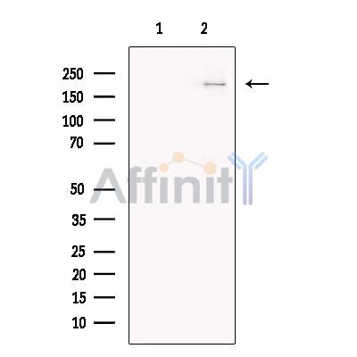 Валидация Affinity DF13223 - 8251