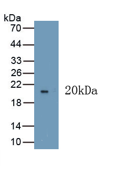 64634