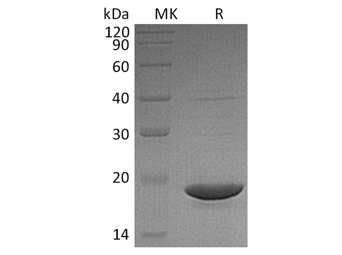 Валидация Elabscience PKSH032364(2852)