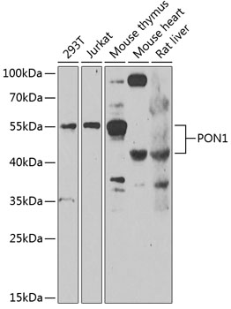 Валидация Elabscience E-AB-68403