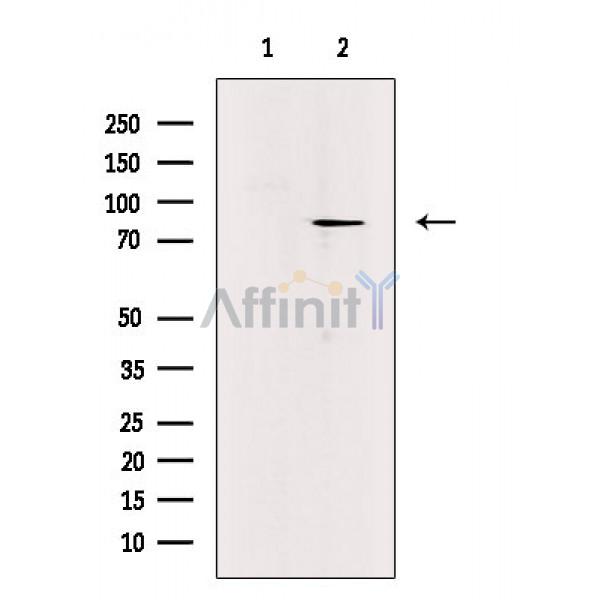Валидация Affinity DF8603 - 20523