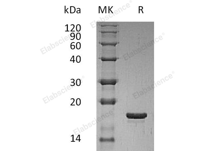 Валидация Elabscience PKSH032694(3125)