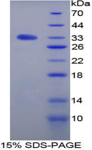 54632