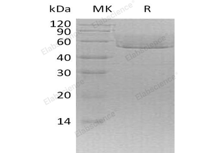 Валидация Elabscience PKSM040991(4928)