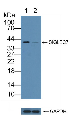 12150