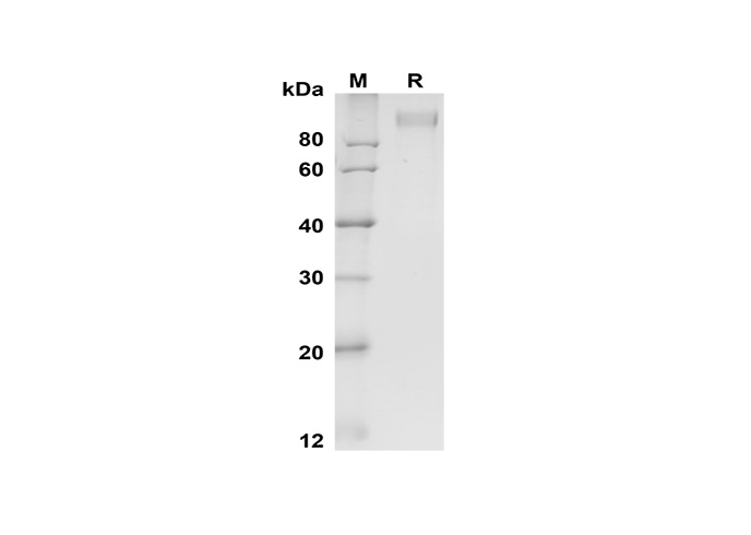 Валидация Elabscience PDMM100187(1146)