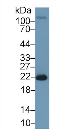 13443