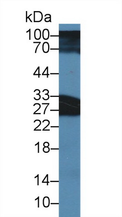 14402