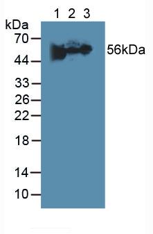 5425