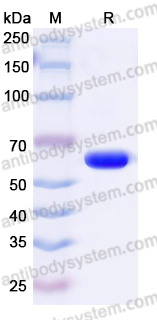EHF69502, SDS-PAGE