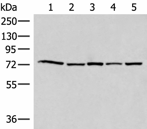 Валидация Elabscience E-AB-52768