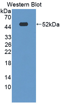 57054