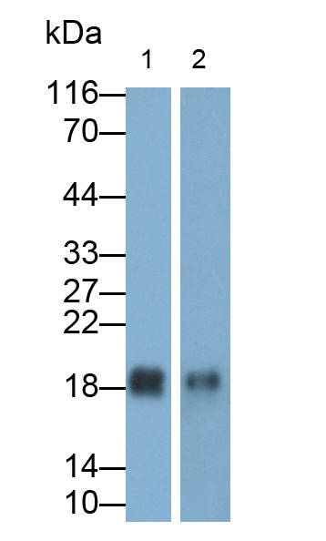 32062