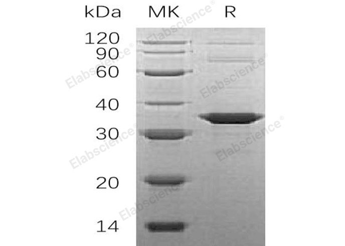 Валидация Elabscience PKSH033253(3593)