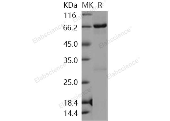 Валидация Elabscience PKSH030360(1298)