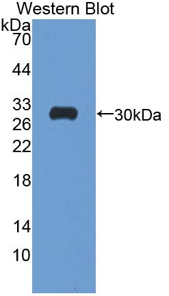 53440