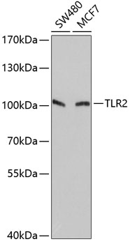 Валидация Elabscience E-AB-60720