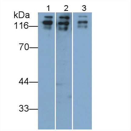 5119