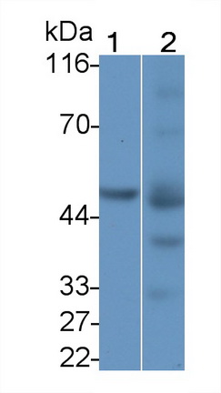 22042