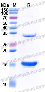 YHB97001, SDS-PAGE