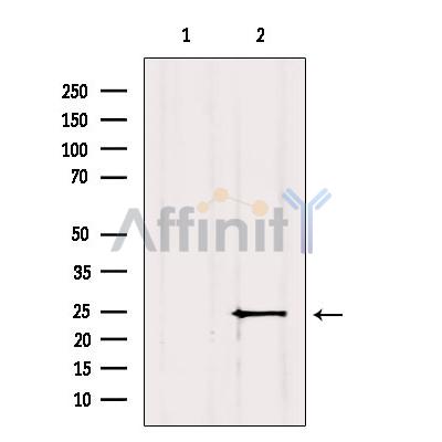 Валидация Affinity DF2467 - 13102