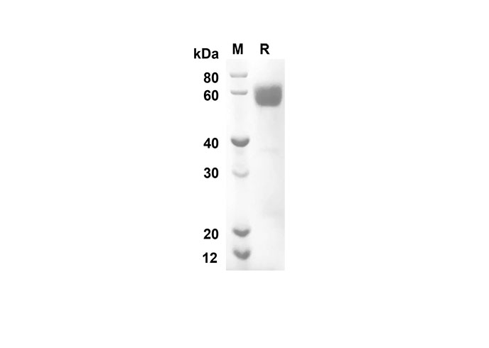 Валидация Elabscience PDMM100111(1081)
