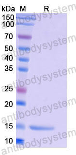 Валидация SDS-PAGE - AntibodySystem RHF55601