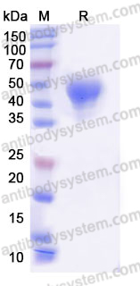 AHE43401, SDS-PAGE