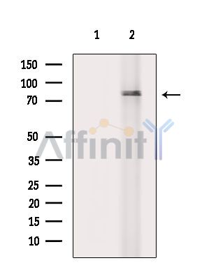 Валидация Affinity DF14767 - 10855