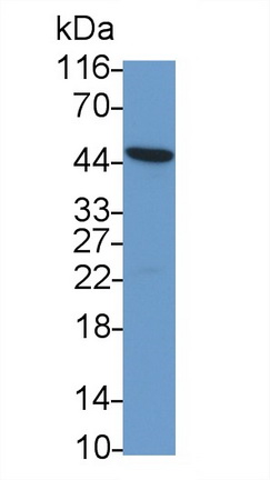 8992