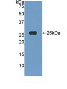 47737