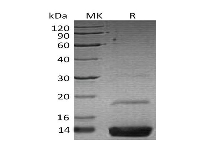Валидация Elabscience PKSH033313(3646)