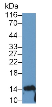 12433