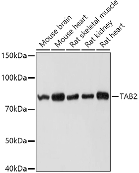 Валидация Elabscience E-AB-93005