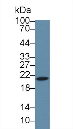 14163