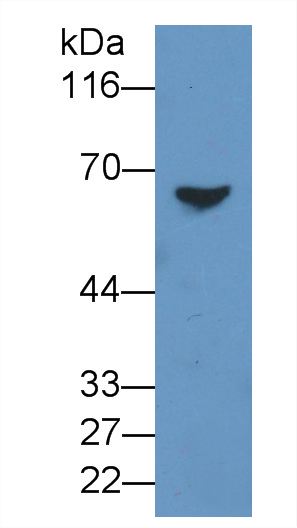 28383