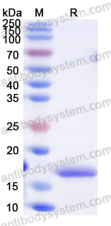 Валидация AntibodySystem YVV23101