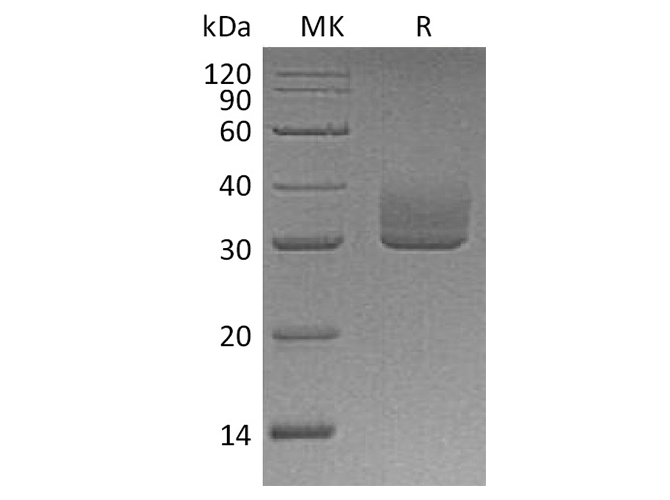 Валидация Elabscience PKSH033767(4040)
