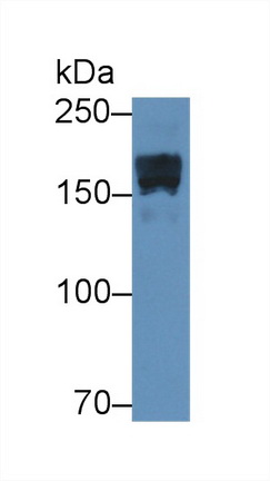 12050