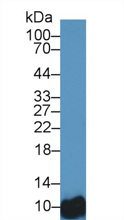 12626