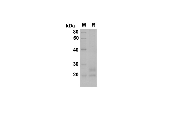 Валидация Elabscience PDMM100162(1122)